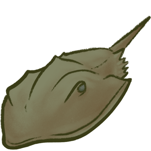  a simplified digital illustration of an olive-coloured horseshoe crab, a chelicerate with a domed, horseshoe-shaped body and a narrow, straight tail